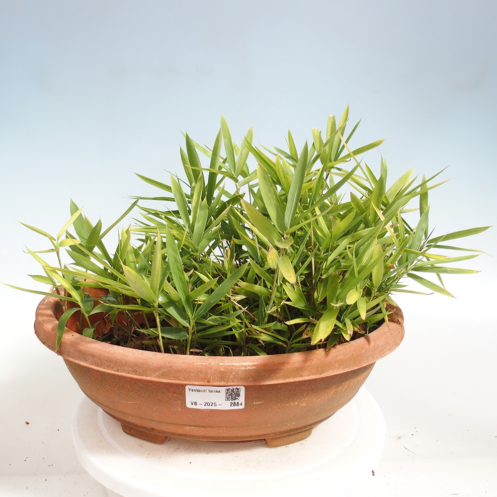 Bonsai voor buiten - Pleioblastus argenteostriatus f.pumilus - Dwergbamboe