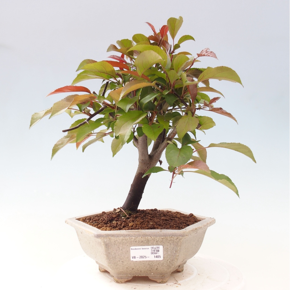 Bonsai voor buiten -Malus domestica - Roodbladige appelboom met kleine vruchten