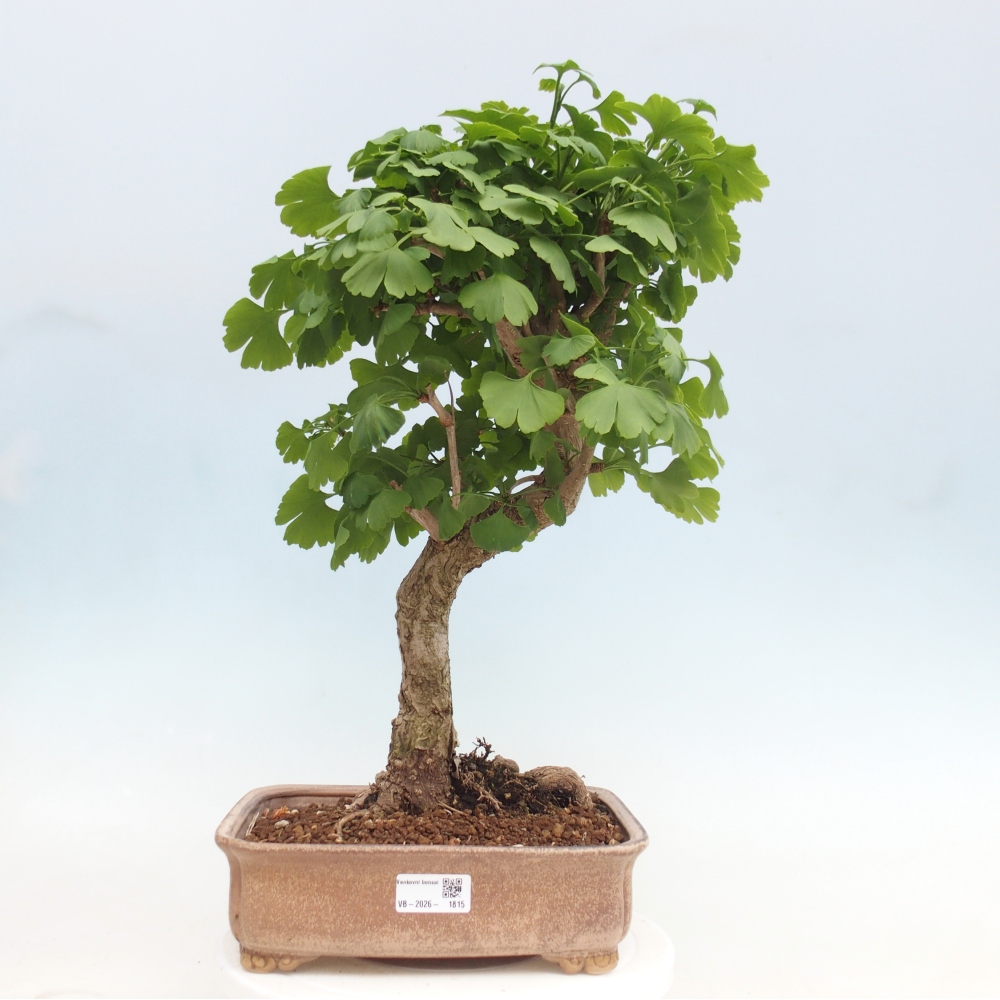 Bonsai voor buiten - Ginkgo biloba