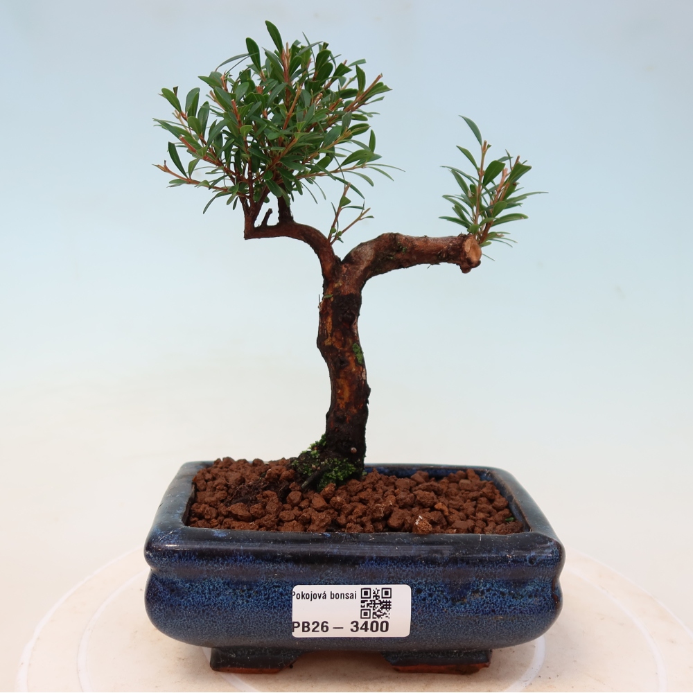 Kamerbonsai - Syzygium - Pimento