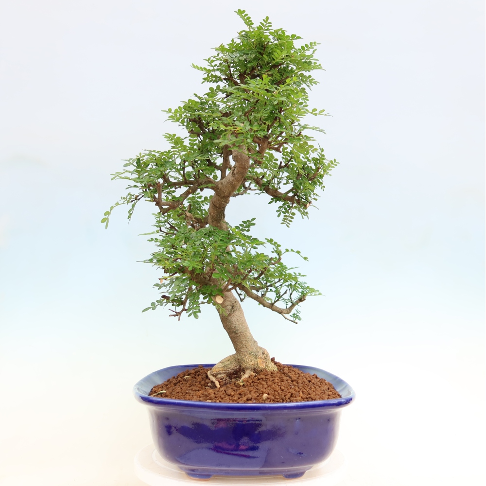 Kamerbonsai - Zantoxylum piperitum - peperboom