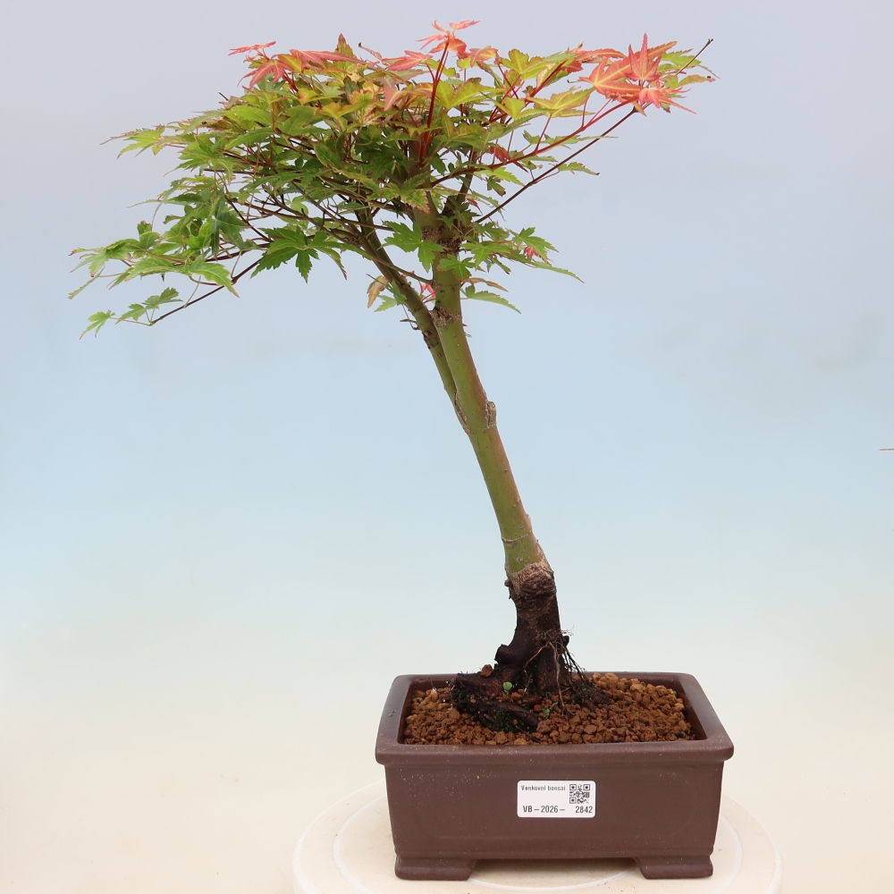 Noorse esdoorn - Acer palmatum Beni Tsukasa