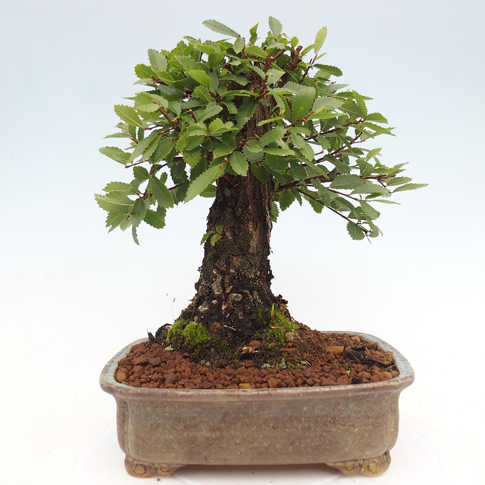 Bonsai voor buiten - Zelkova - Zelkova NIRE