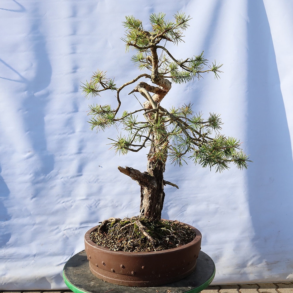 Pinus sylvestris Spanje - grove den