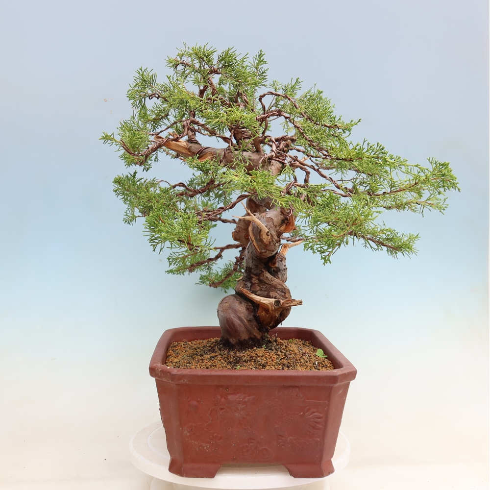 Bonsai voor buiten - Juniperus chinensis Itoigawa-Juniperus chinensis