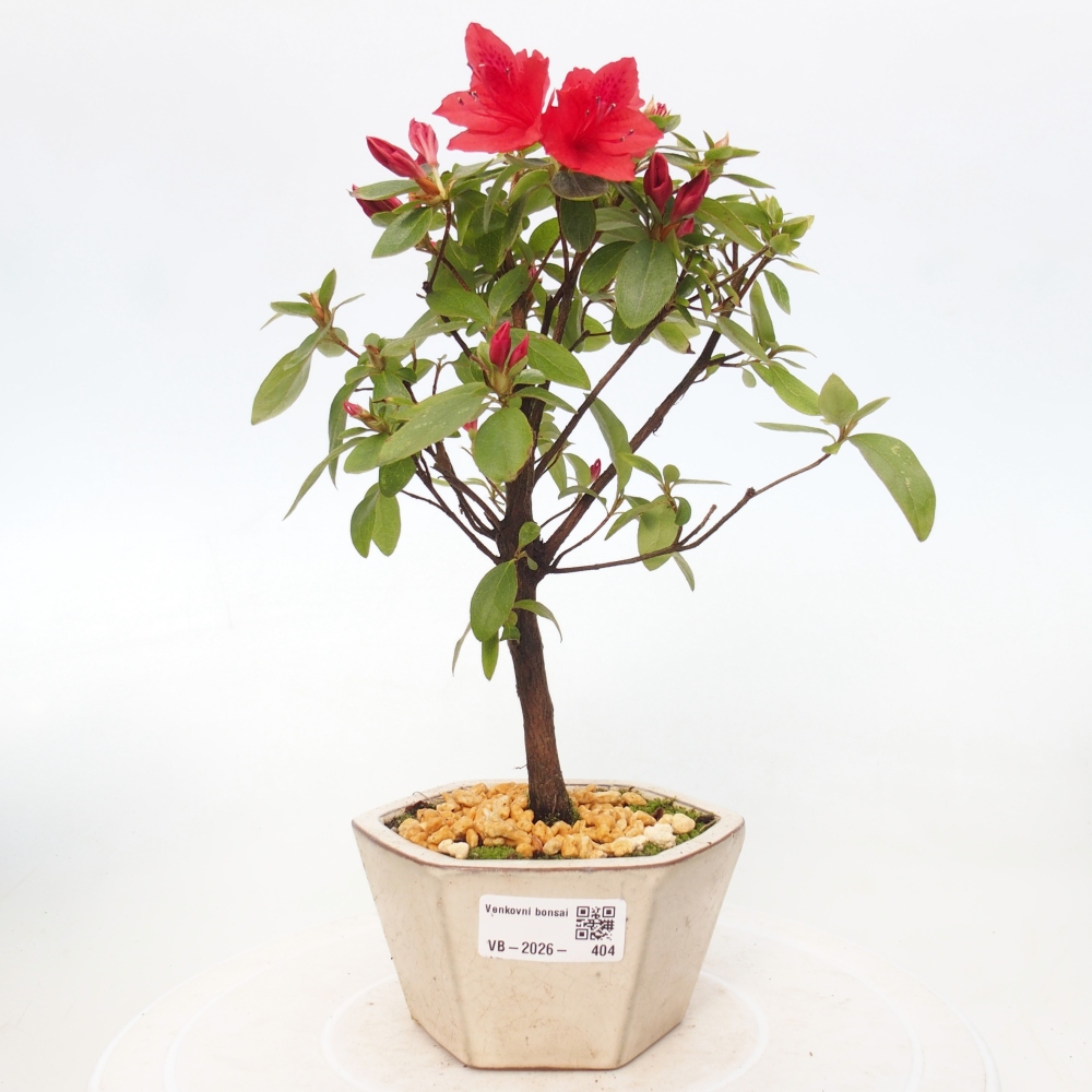Bonsai voor buiten - Japanse azalea - Azalea sp.