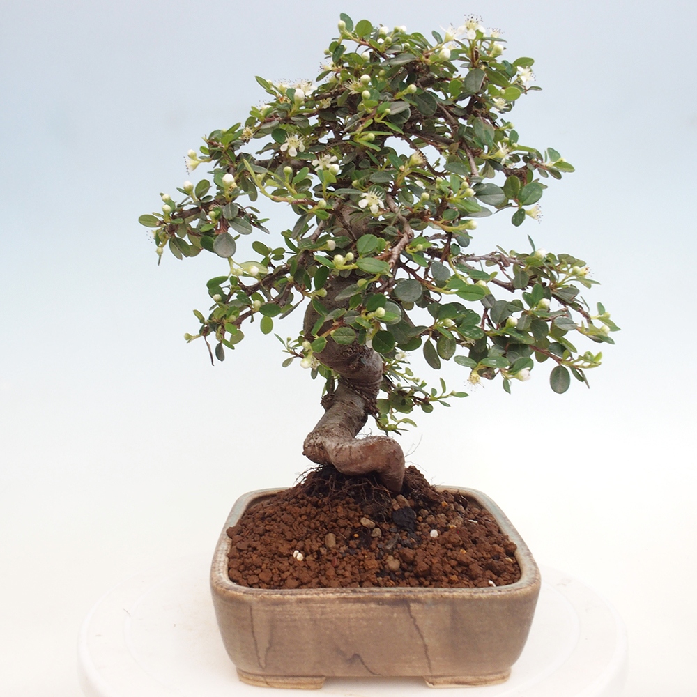 Buitenbonsai-Cotoneaster dammeri - Damer's Rock