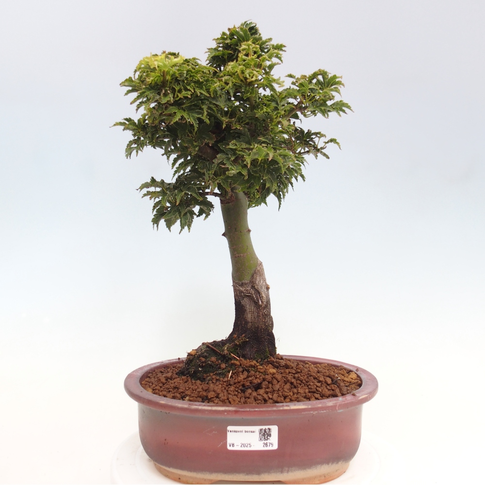 Bonsai voor buiten -Javor palm Acer palmatum Shishigashira