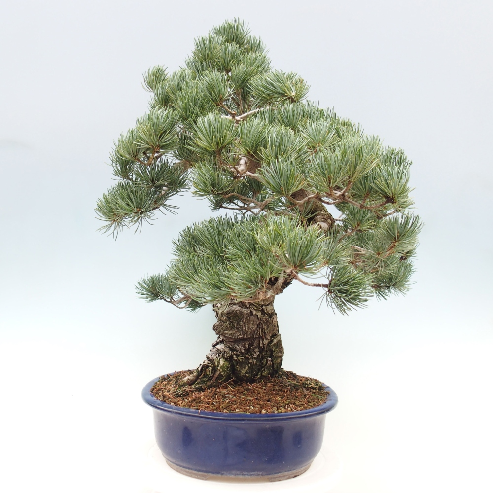 Bonsai voor buiten - Pinus parviflora - Pinus parviflora