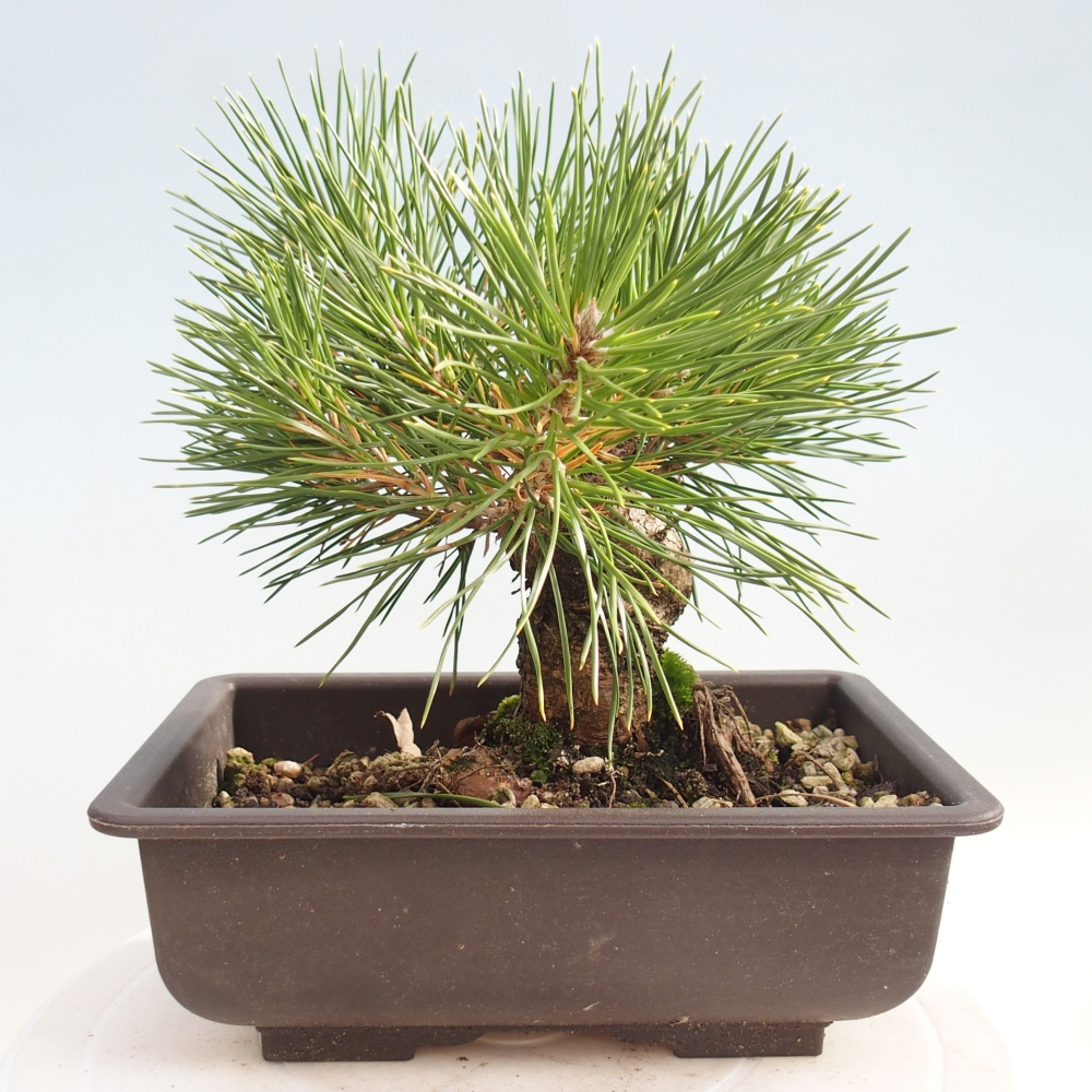 Bonsai voor buiten - Pinus thunbergii - Thunberg den