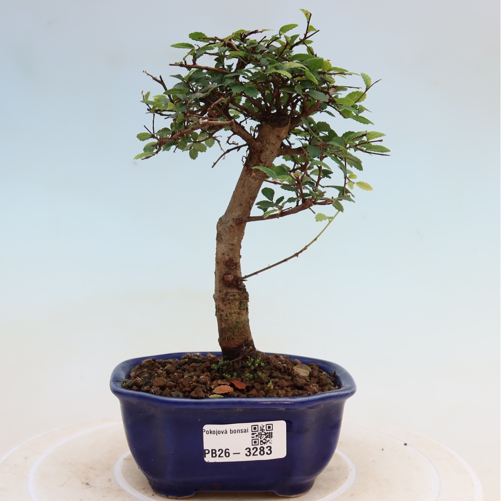 Kamerbonsai - Ulmus parvifolia - Winteriep