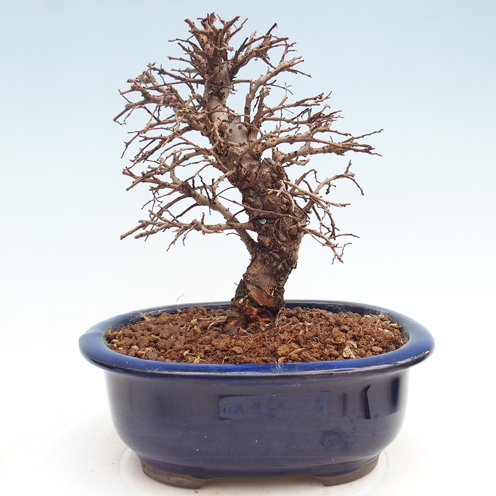 Bonsai voor buiten - Zelkova - Zelkova NIRE