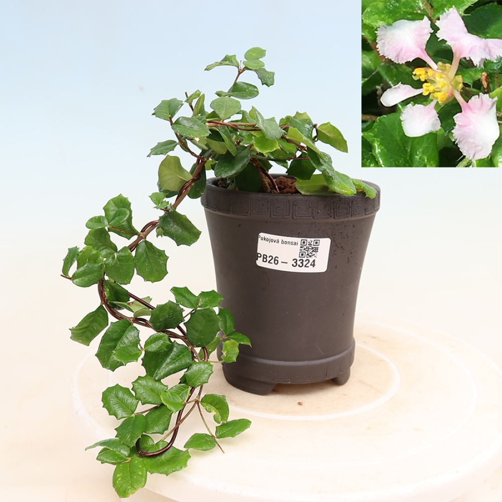 Kamerbonsai - Barbados-kers (Malpighia coccigera)