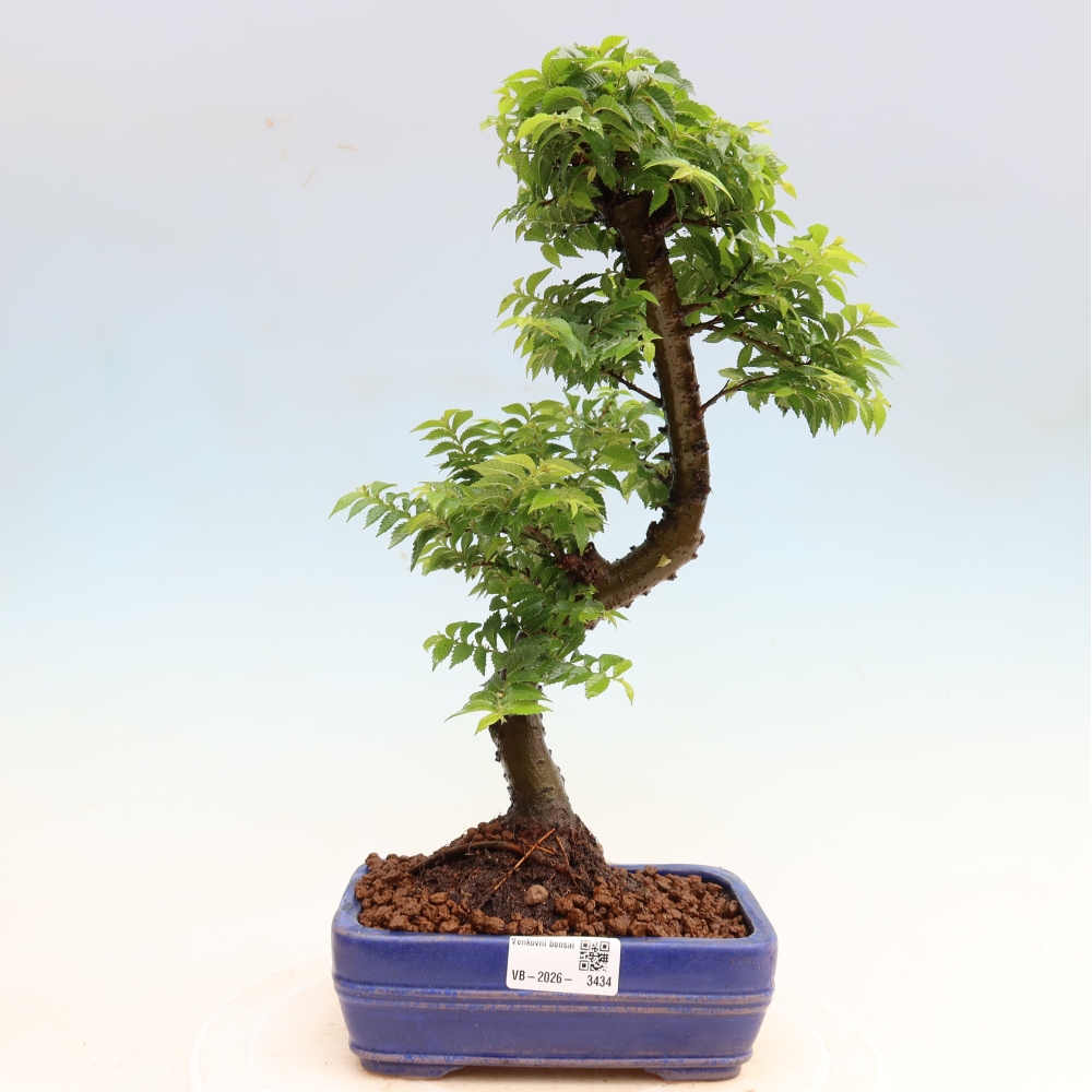 Buitenbonsai - Ulmus Jacqueline Hillier - Prachtige iep