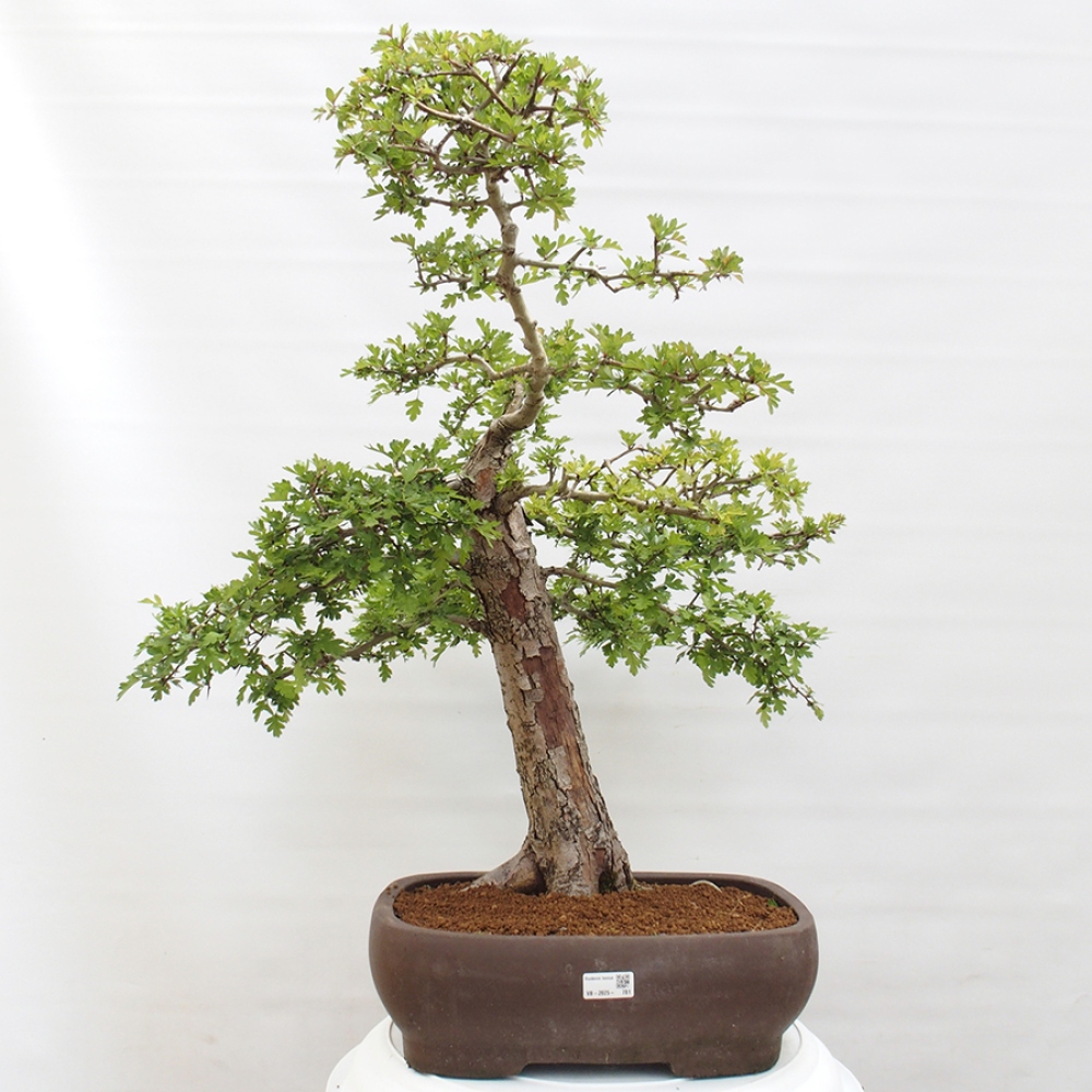Bonsai voor buiten - Meidoorn - Crataegus monogyna