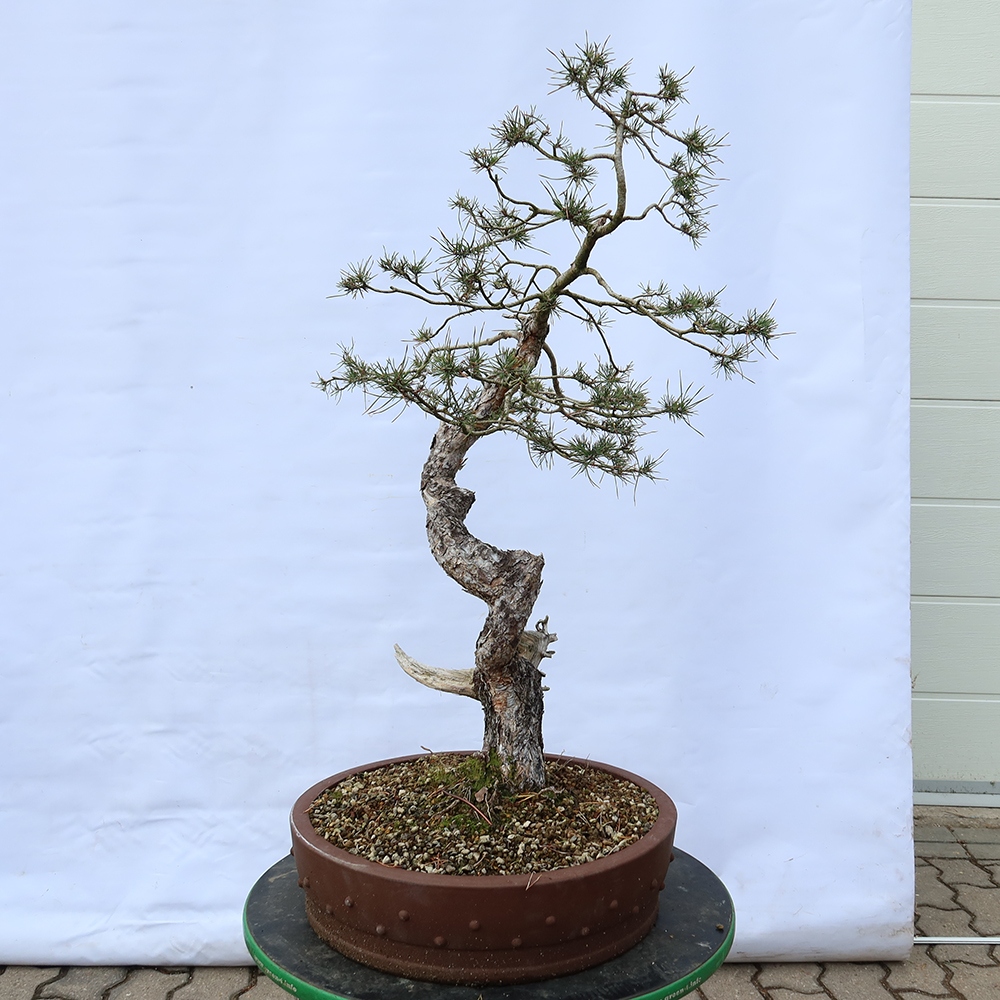 Pinus sylvestris Spanje - grove den