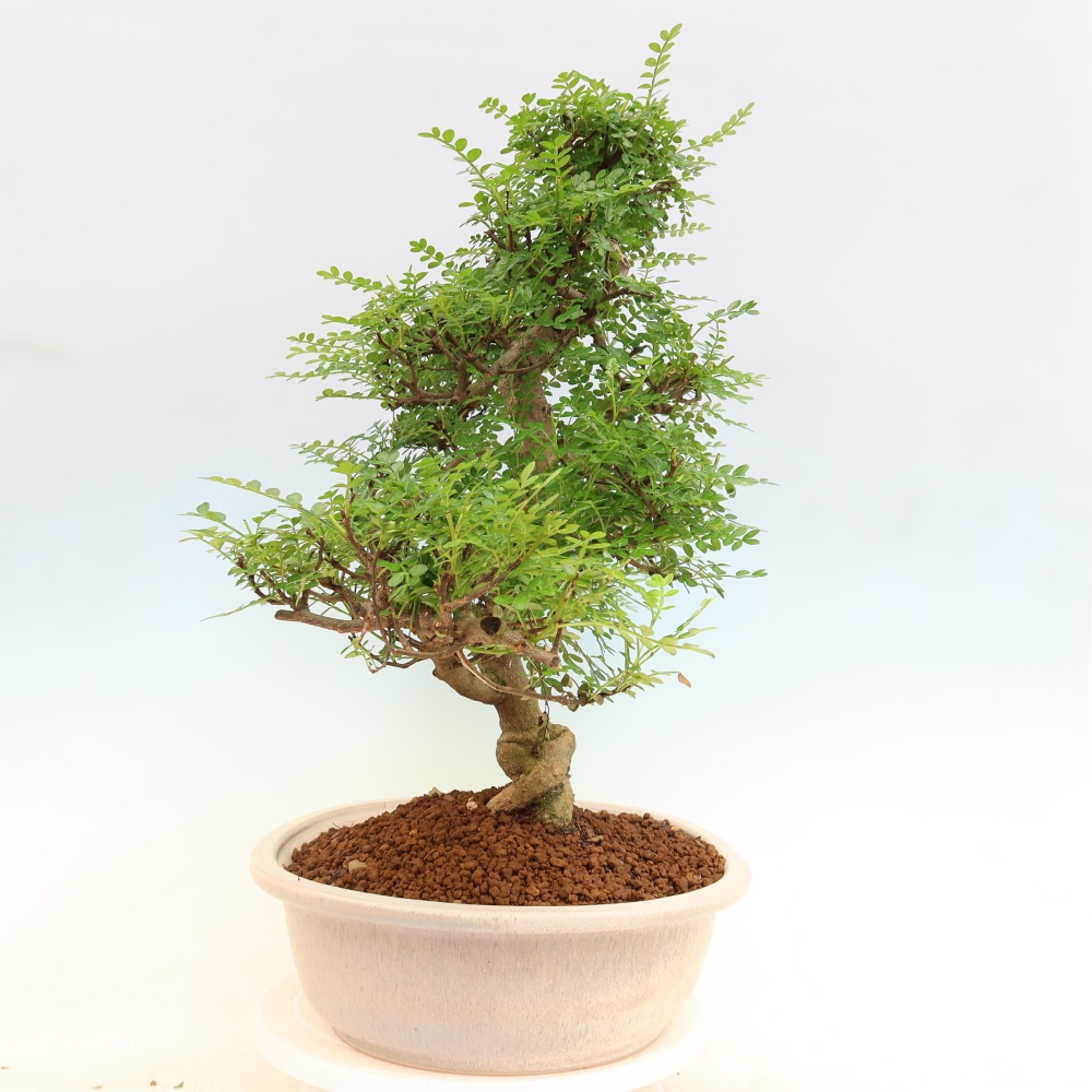 Kamerbonsai - Zantoxylum piperitum - peperboom