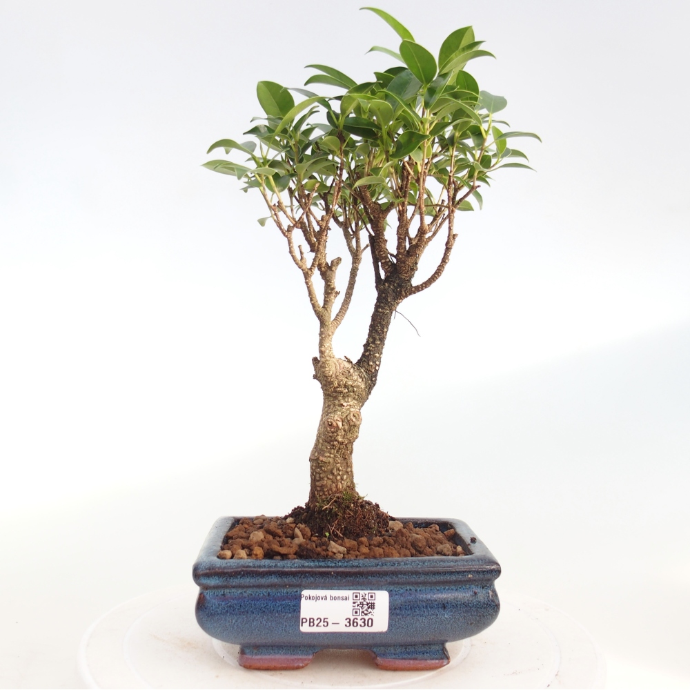 Kamerbonsai - Ficus retusa - kleinbladige ficus