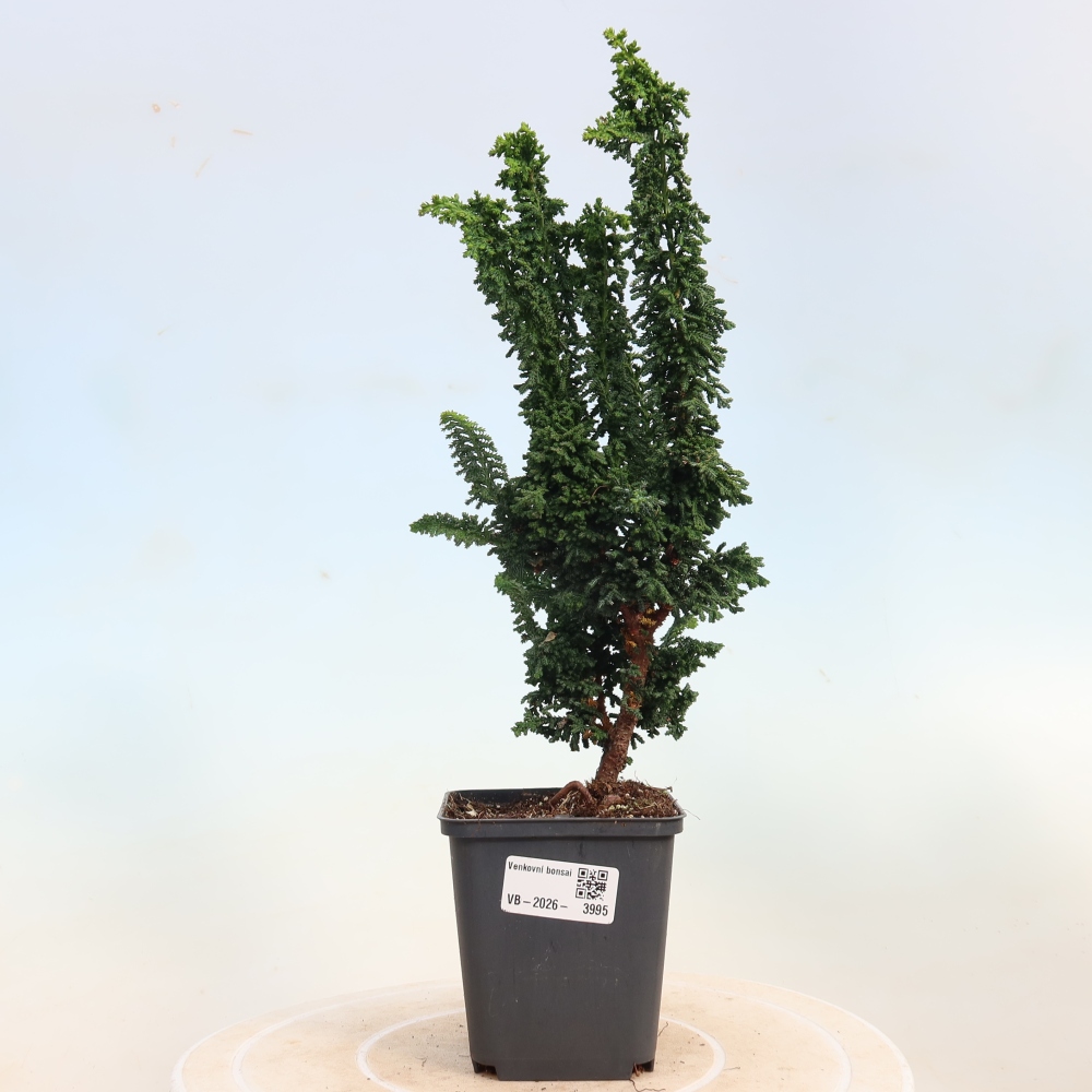 Bonsai voor buiten - Cham. obtusa SEKKA HINOKI - Cipres