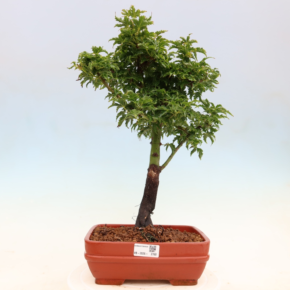 Bonsai voor buiten -Javor palm Acer palmatum Shishigashira