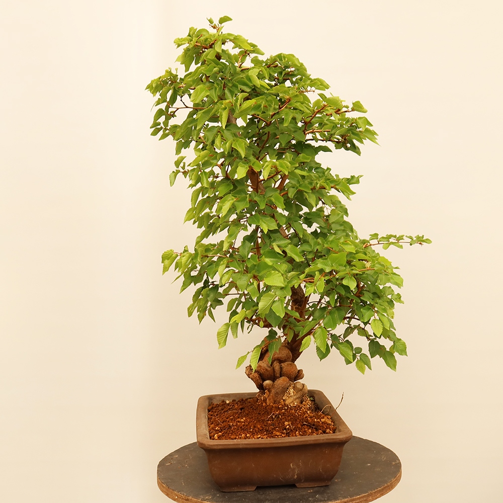 Bonsai voor buiten -Carpinus Coreana - Koreaanse haagbeuk