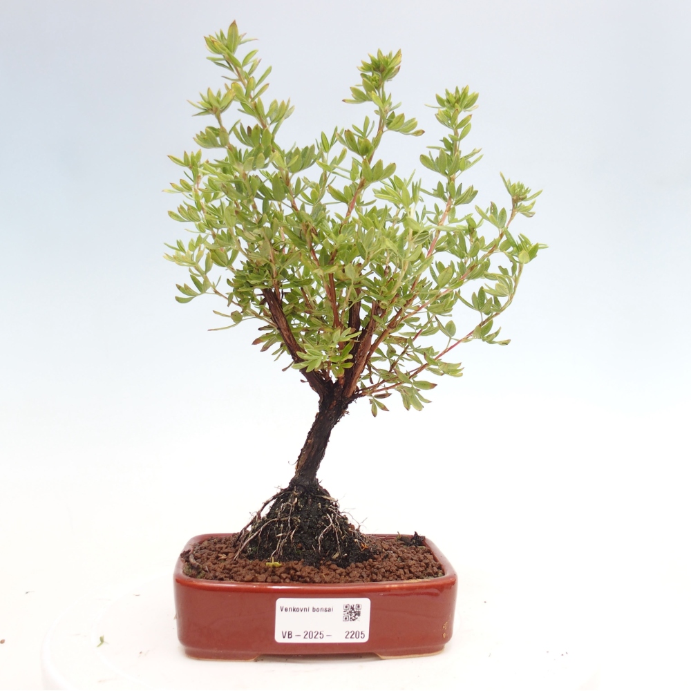 Bonsai voor buiten - Potentila fruticosa gele vogel