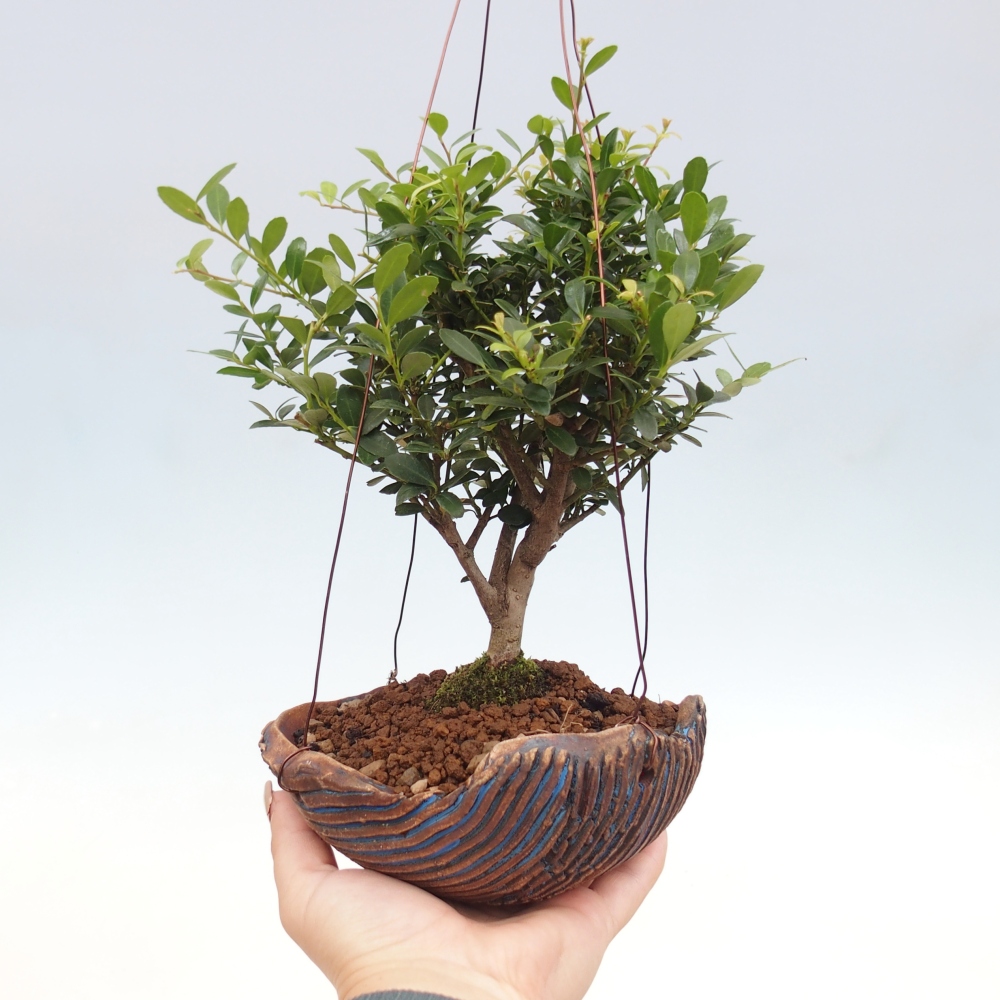 Kokedama in keramiek - Ilex crenata - Hulst