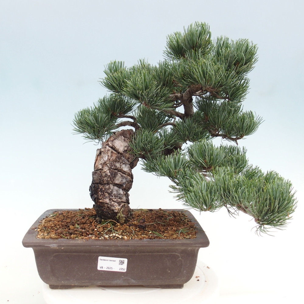 Bonsai voor buiten - Pinus parviflora - Pinus parviflora
