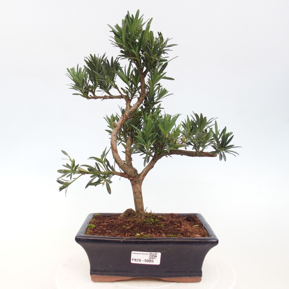 Kamerbonsai - Podocarpus - Taxus