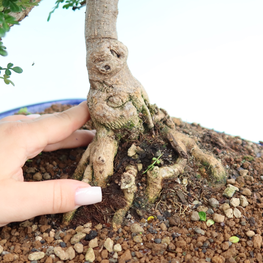 Kamerbonsai - Zantoxylum piperitum - peperboom