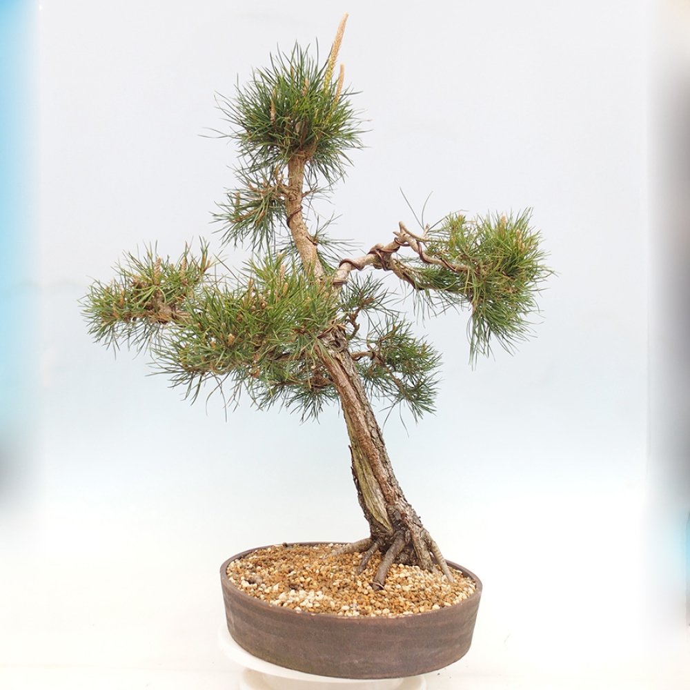 Bonsai voor buiten - Pinus thunbergii - Thunberg den