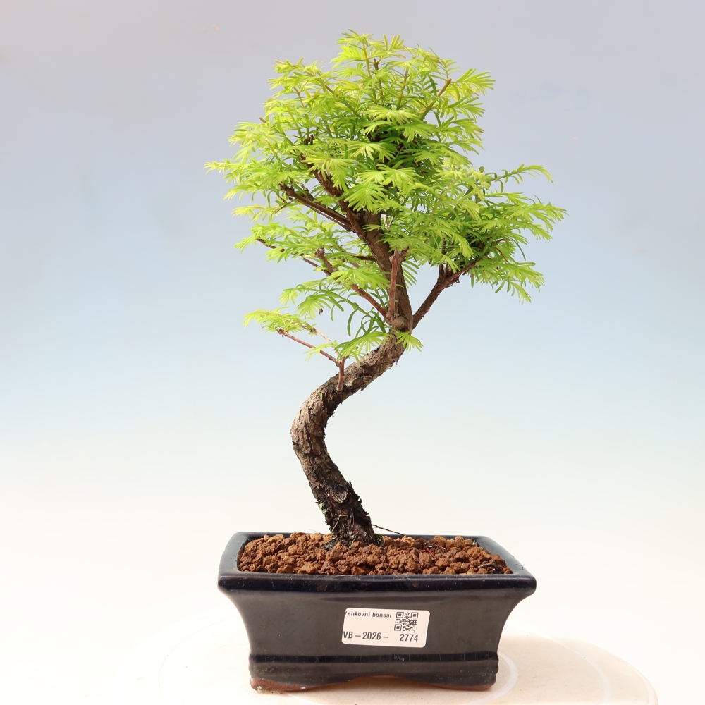Bonsai voor buiten - Metasequoia glyptostroboides - Chinese Metasequoia
