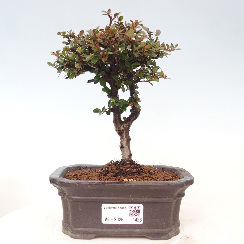 Bonsai voor buiten - Cotoneaster horizontalis - Rocky Mountain