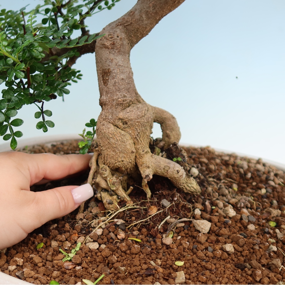 Kamerbonsai - Zantoxylum piperitum - peperboom