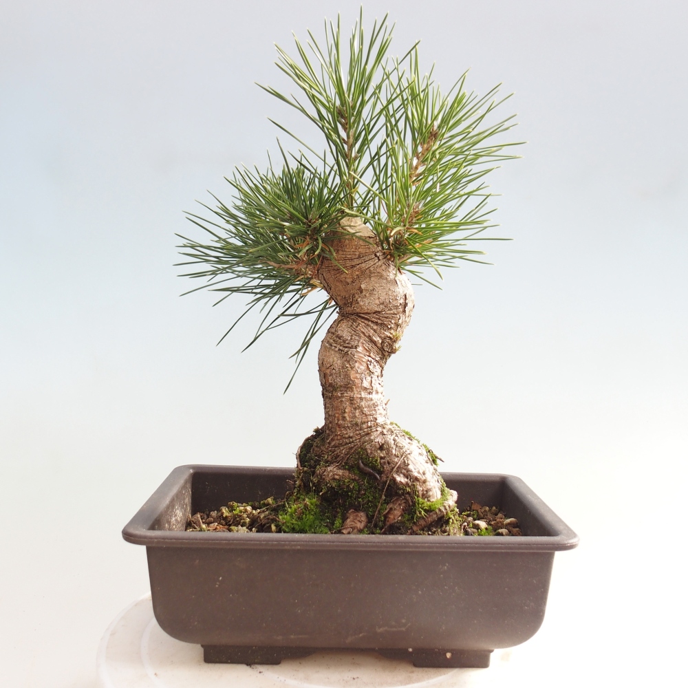 Bonsai voor buiten - Pinus thunbergii - Thunberg den