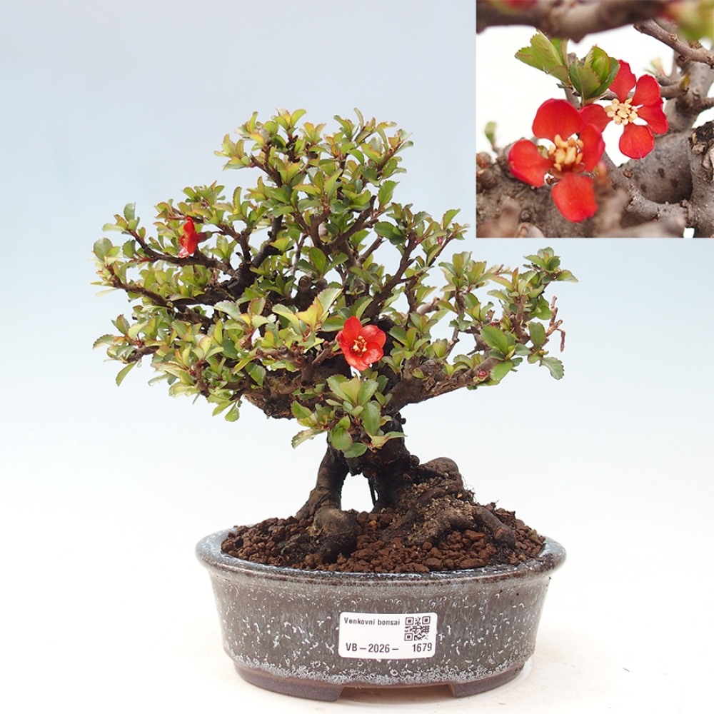 Bonsai voor buiten - Chaneomeles speciosa - Kweepeer