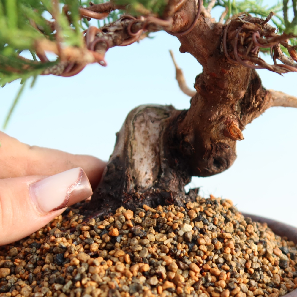 Bonsai voor buiten - Juniperus chinensis Itoigawa