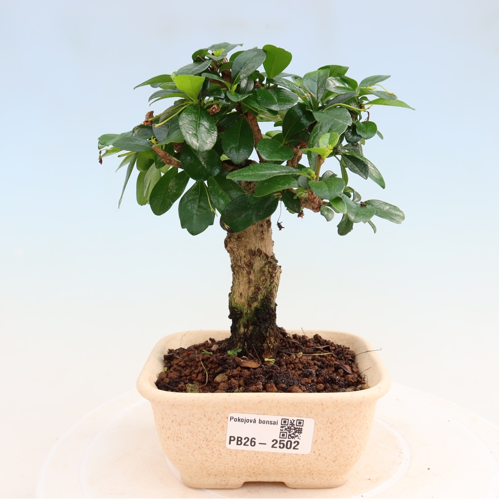 Kamerbonsai - Carmona macrophylla - Thee fuki