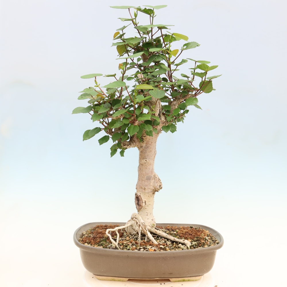 Bonsai voor binnen - Hibiscus tiliaceus - Zee Hibiscus