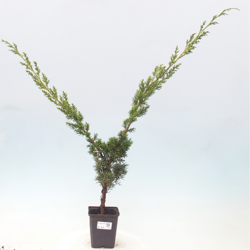 Bonsai voor buiten - Juniperus chinensis Kishu