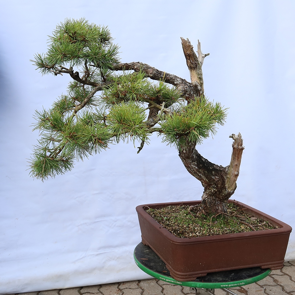 Pinus sylvestris Spanje - grove den
