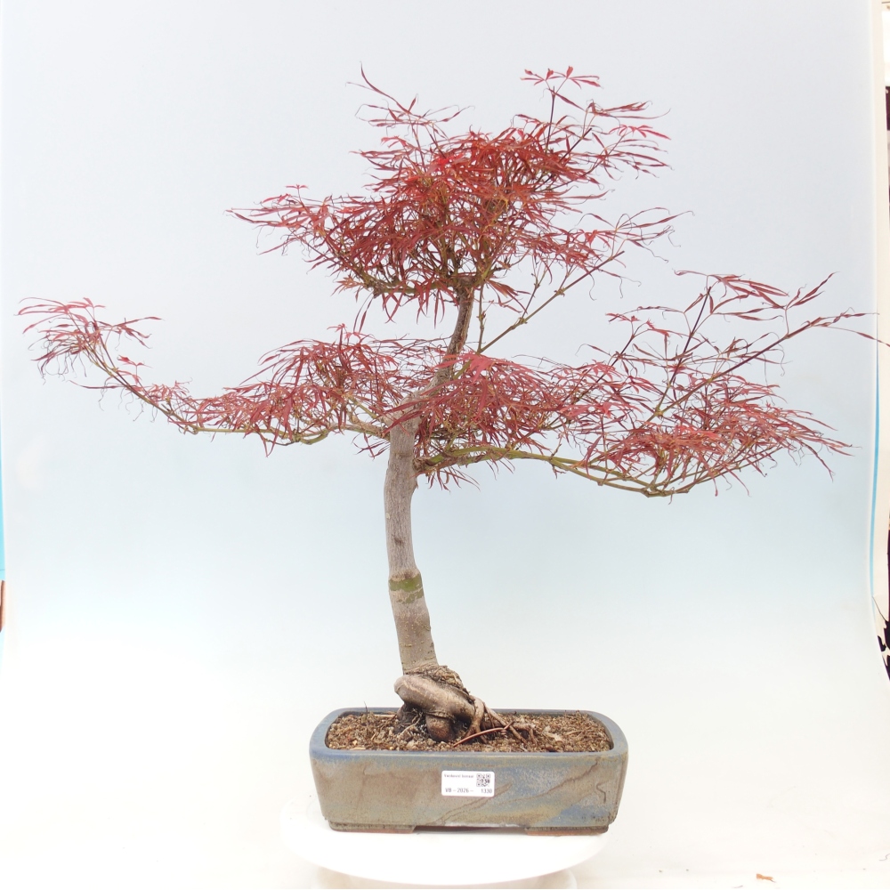 Bonsai voor buiten - Acer palmatum RED PYGMY