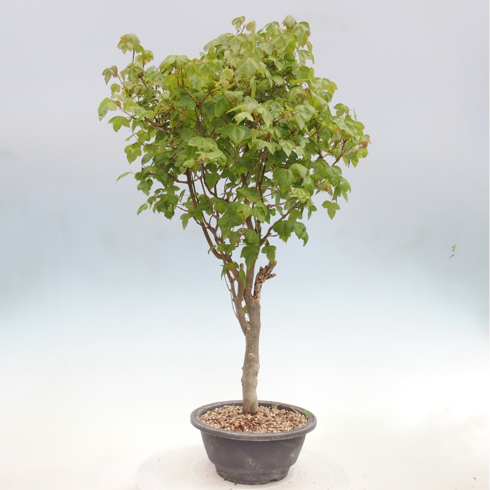 Bonsai voor buiten - Acer Buergerianum - Burgeresdoorn