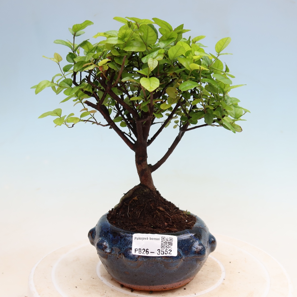 Kamerbonsai - Sageretia thea - Sageretia thea