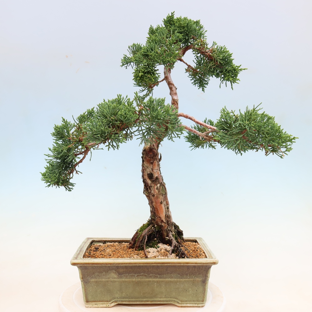 Bonsai voor buiten - Juniperus chinensis Kishu