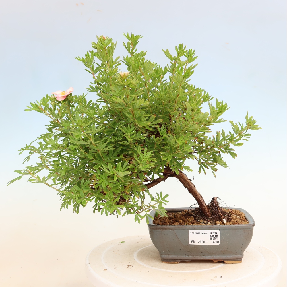 Buitenbonsai – Struikpotentilla – Potentilla fruticosa Bellissima