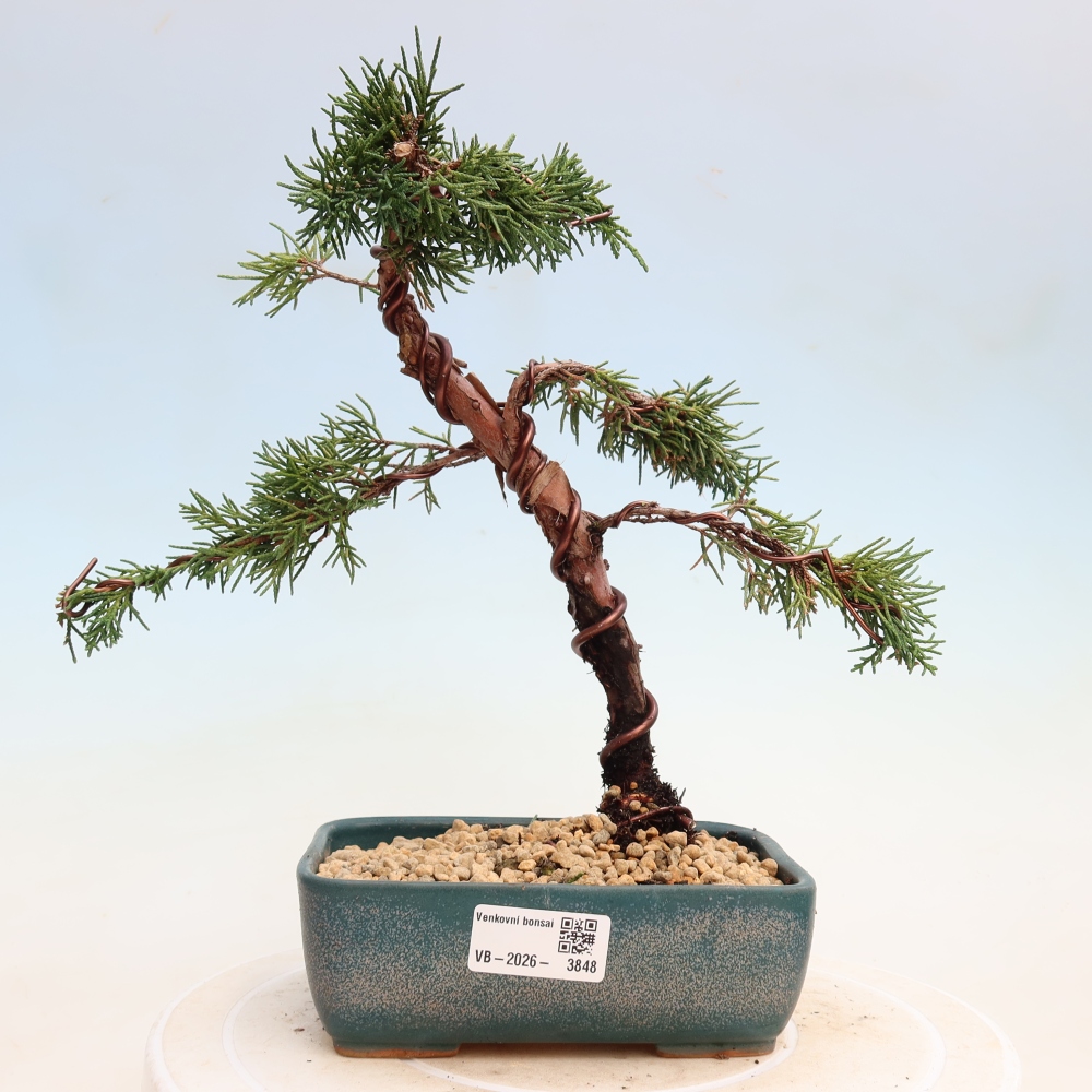 Bonsai voor buiten - Juniperus chinensis Kishu