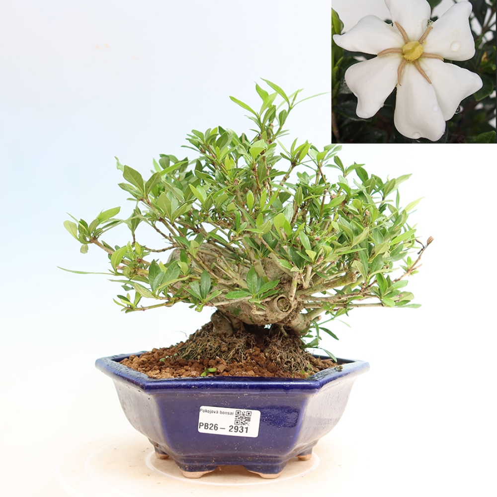 Kamerbonsai - Gardenia jasminoides-Gardenia