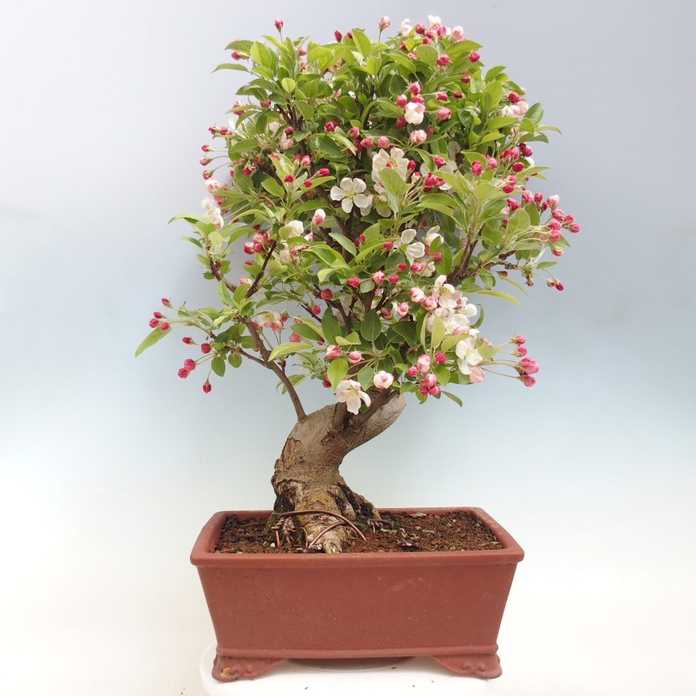 Bonsai voor buiten -Malus halliana - Appelboom met kleine vruchten