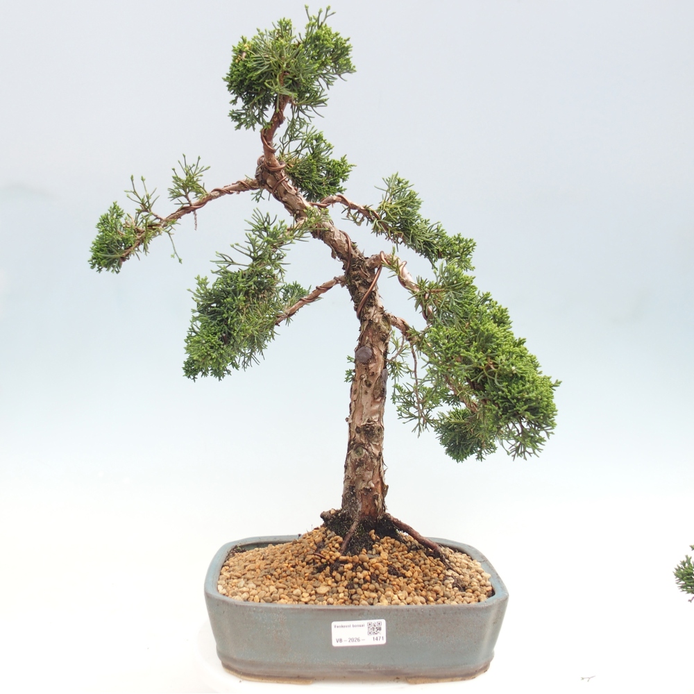 Bonsai voor buiten - Juniperus chinensis Kishu